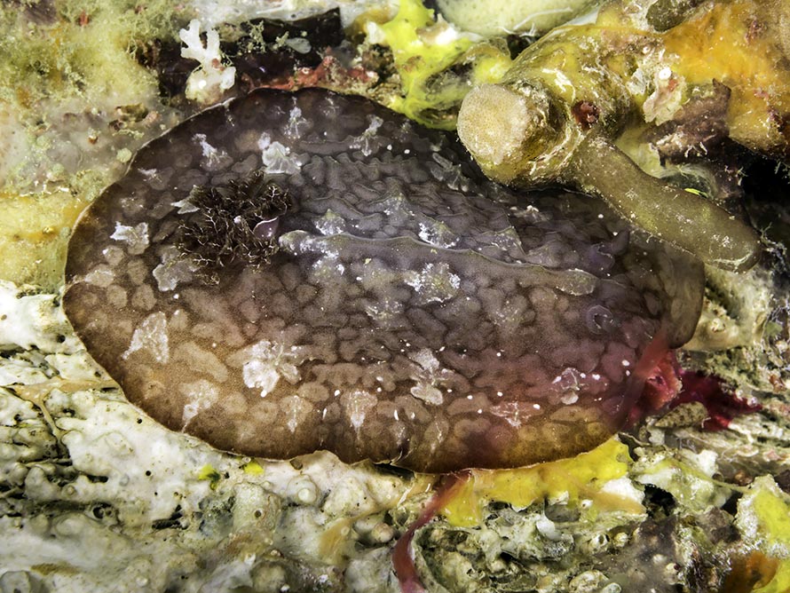 Asteronotus hepaticus